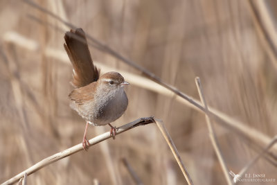 Cetti's Zanger (Cetti's Warbler)