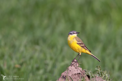 Gele Kwikstraat (Blue headed Wagtail)