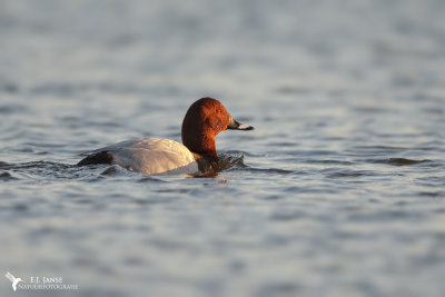 Tafeleend (Common Pochard)