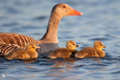 Grauwe Gans (Greylag Goose)