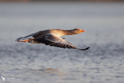 Grauwe Gans (Greylag Goose)
