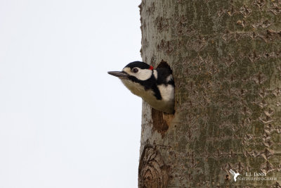 Brote Bonte Specht (Great Spotted Woodpecker)