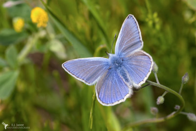 butterflies_and_moths