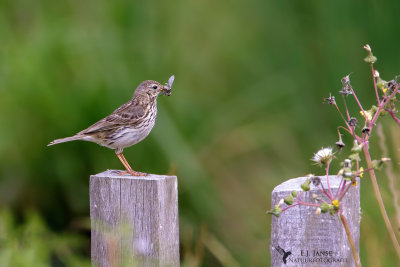 pipits_and_wagtails
