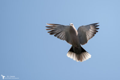 Turkse Tortel (Eurasian collared Dove)