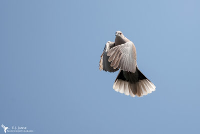 doves__pigeons