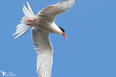 terns