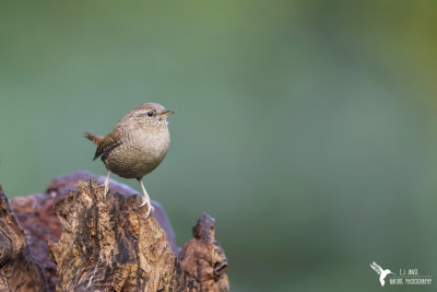 wren