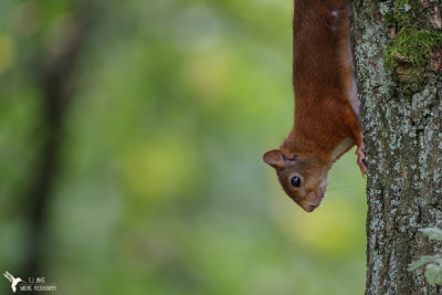 Gallery Eekhoorns (Squirrels)