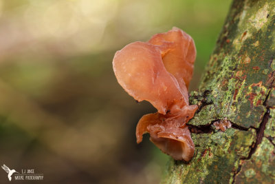 Echt Judasoor (Judas ear Fungus)