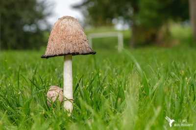 Geschubde Inktzwam (Shaggy Inkcap)