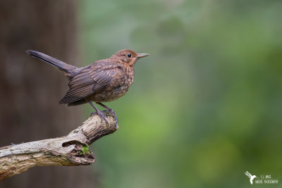 thrushes