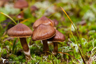 mushrooms_toadstools_and_lichens