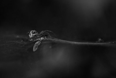 g9/42/1113342/3/152079053.11tXie3Q.jpg