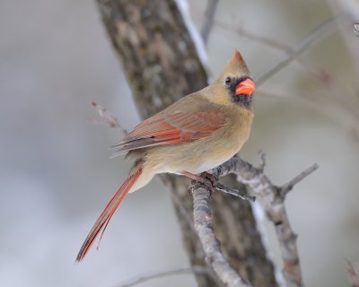 Cardinal rouge femelle