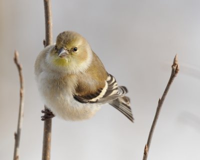 Chardonneret jaune en hiver