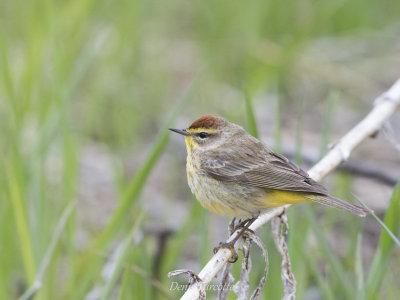 Paruline à couronne rousse