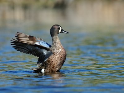 Sarcelle à ailes bleues