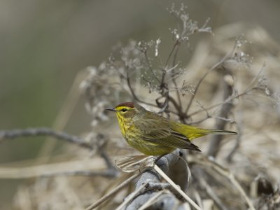 Paruline à couronne rousse / Palm Warbler