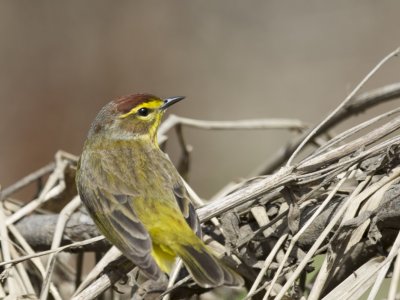 Paruline à couronne rousse
