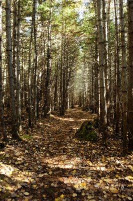 Sentier