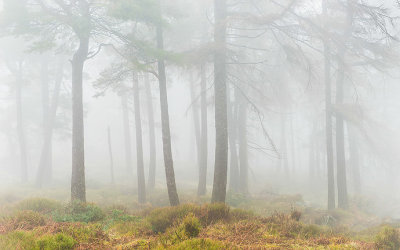 Enchanted Forest
