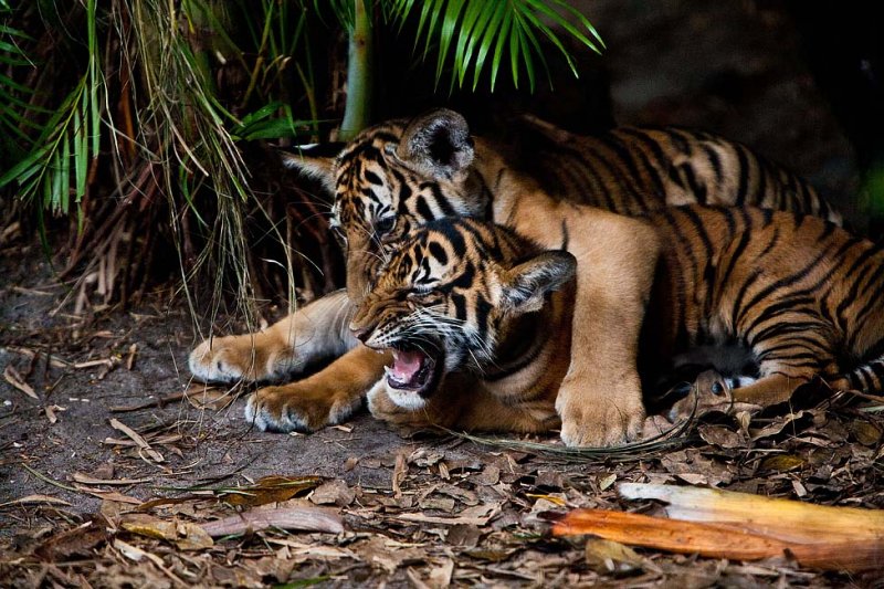 #3 Tiger Cubs