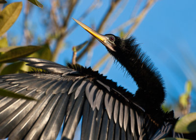 #2 Anhinga