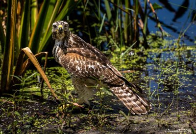 Red-shouldered Hawk
