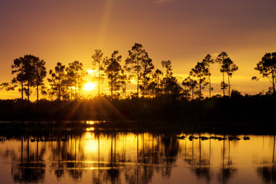 Pine Glades