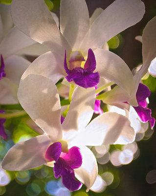 Double Orchids