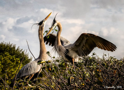 Nest-building Time at Wacodahatchee