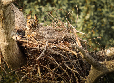 #17   Great Horned Owl