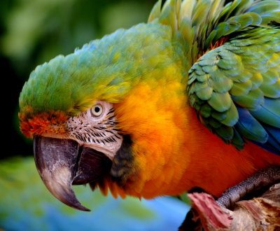 #12   Catalina Macaw