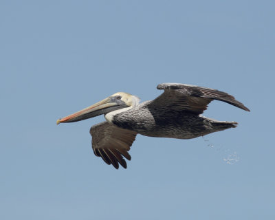 #28   Brown Pelican