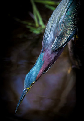 #30   Green Heron