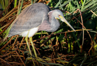 #6   Tricolored Heron