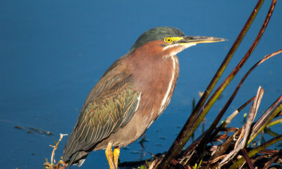 #29   Green Heron