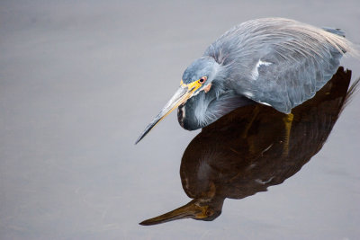 #14    Tricolored Heron