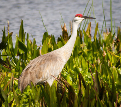 #32   Sandhill Crane