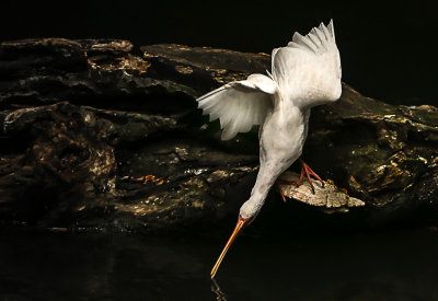 #15   White Ibis