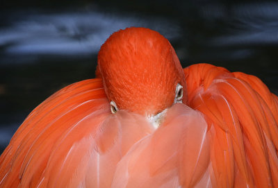 #9   Flamingo