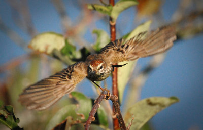 #7   Palm Warbler