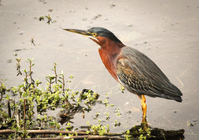 #26   Green Heron