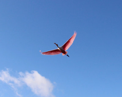 #25   Roseate Spoonbill