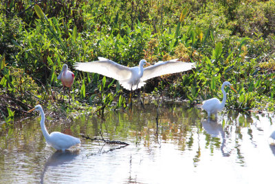 #5  Great  Egrets and Spoonbill