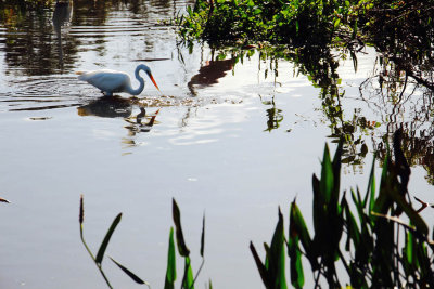 #24   Great Egret