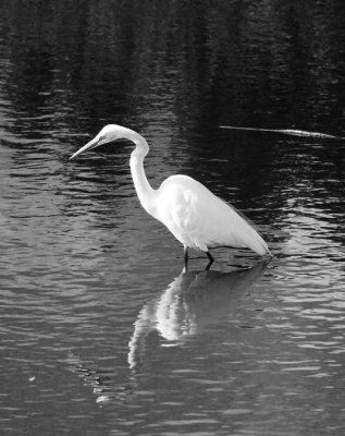 #8   Great Egret