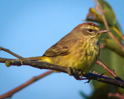 #22   Palm Warbler