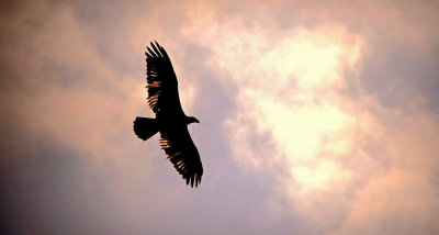 #21   Immature Bald Eagle